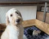 Goldendoodle