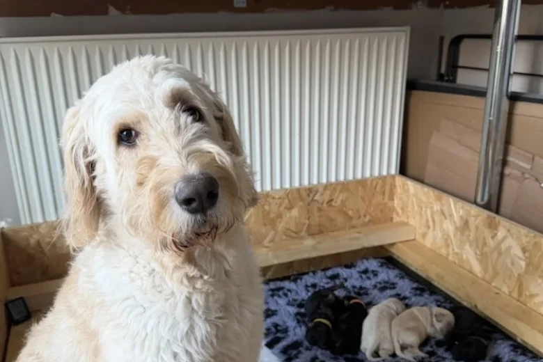Goldendoodle