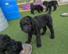 Goldendoodle