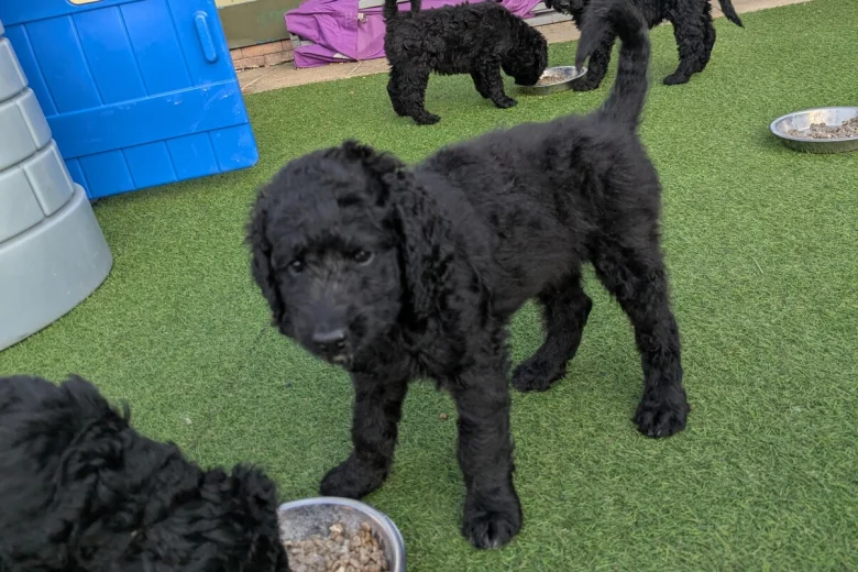 Goldendoodle