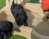 Goldendoodle