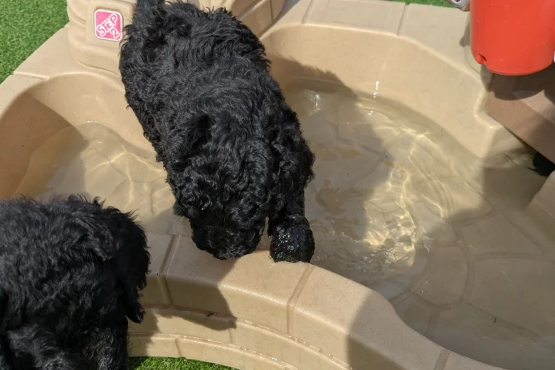 Goldendoodle