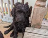 Goldendoodle