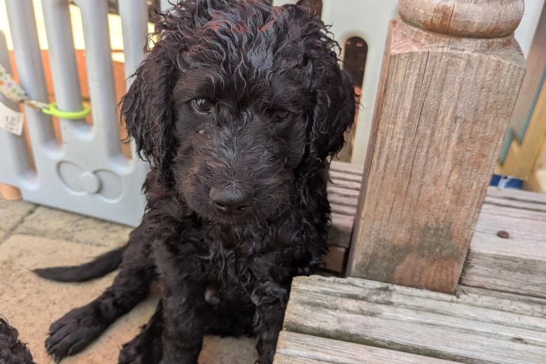 Goldendoodle