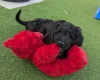Goldendoodle