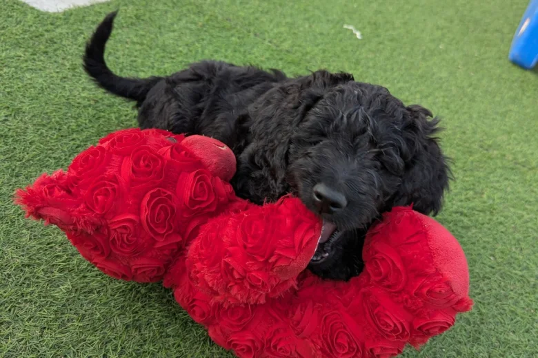Goldendoodle