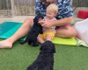 Goldendoodle