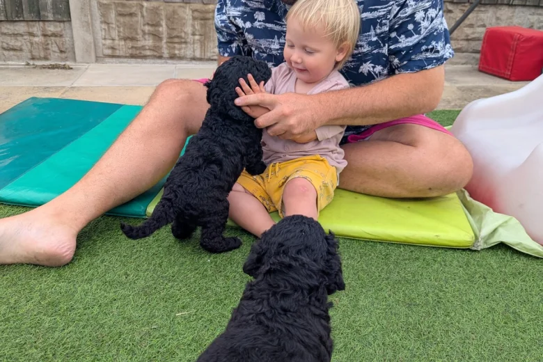 Goldendoodle