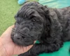 Goldendoodle