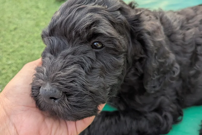 Goldendoodle