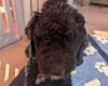 Goldendoodle