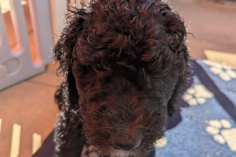 Goldendoodle