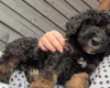Goldendoodle