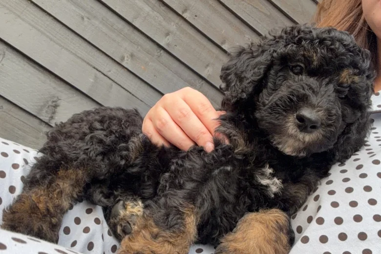 Goldendoodle
