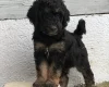 Goldendoodle