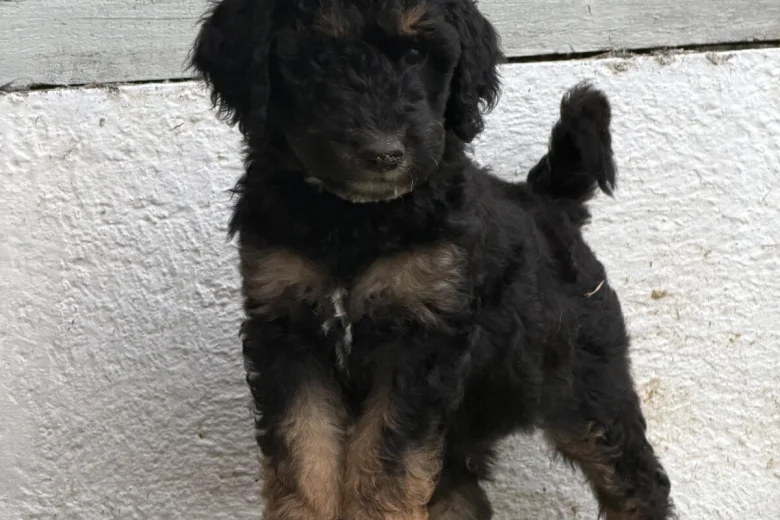 Goldendoodle