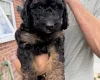 Goldendoodle