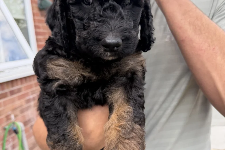 Goldendoodle