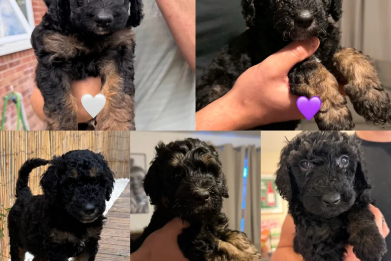 Goldendoodle