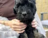 Goldendoodle