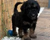 Goldendoodle