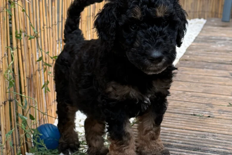 Goldendoodle