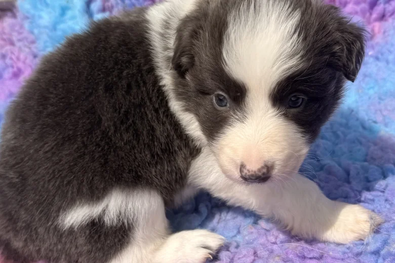Border Collie
