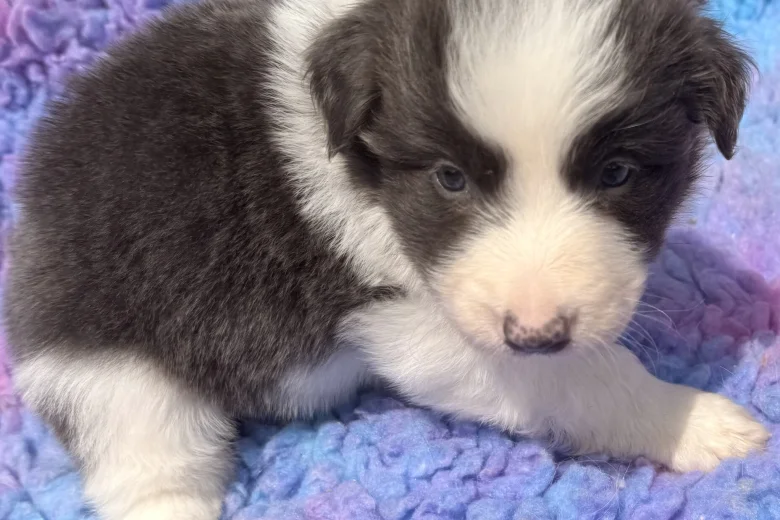 Border Collie