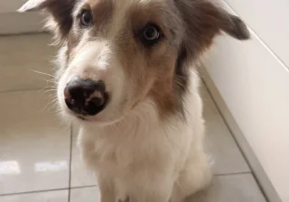 Stud
