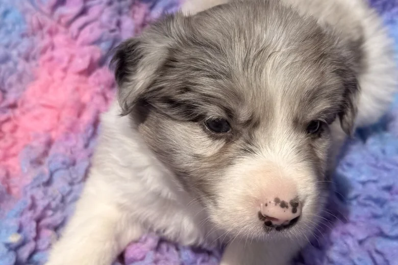 Border Collie