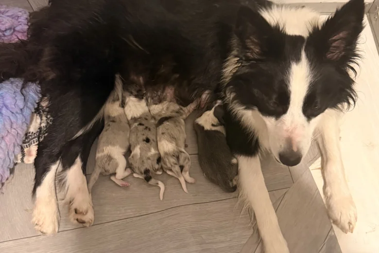 Border Collie