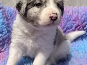 Border Collie