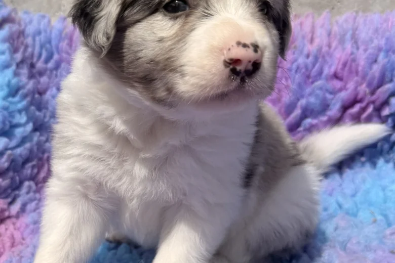 Border Collie