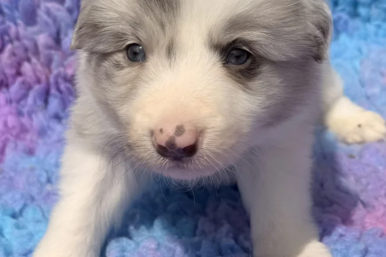 Border Collie