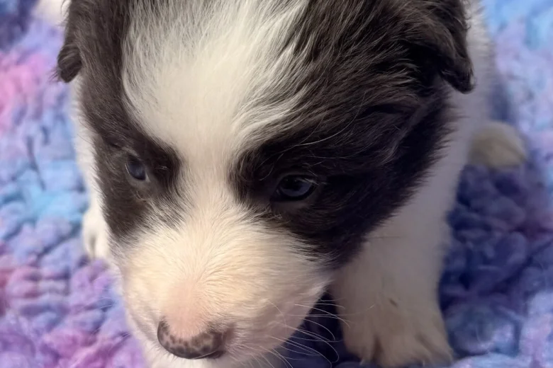 Border Collie