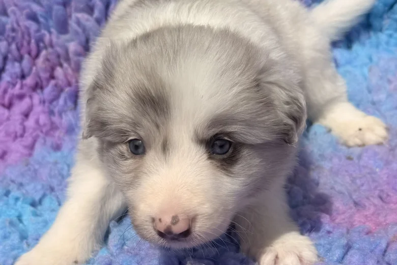 Border Collie