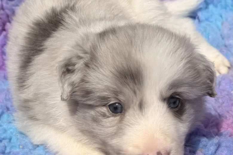 Border Collie