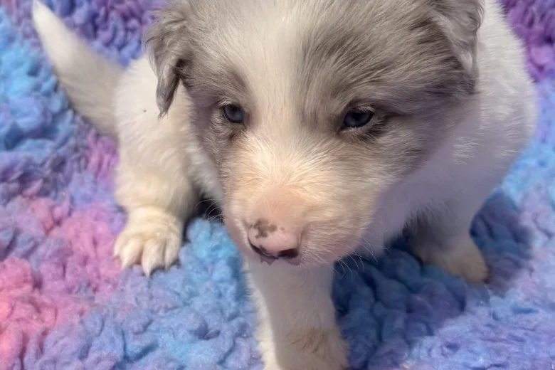 Border Collie