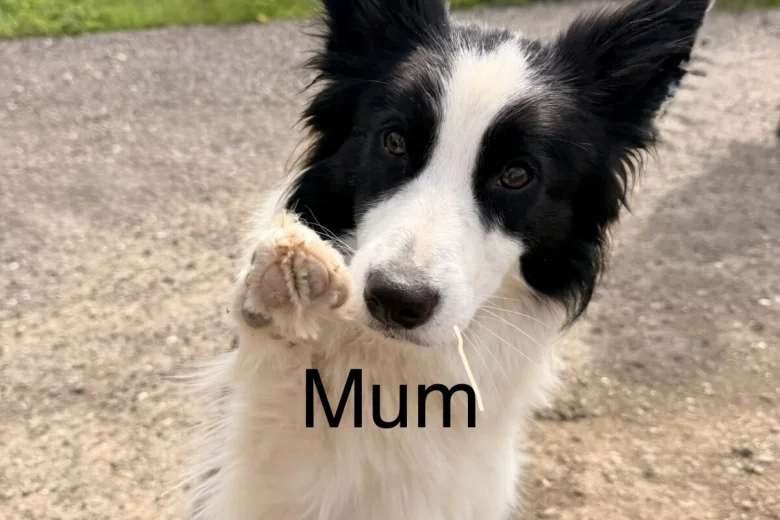 Border Collie