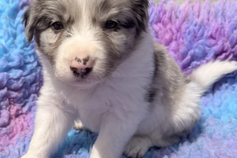 Border Collie