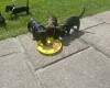 Dachshund (Miniature Smooth Haired)