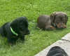 Dachshund (Miniature Smooth Haired)