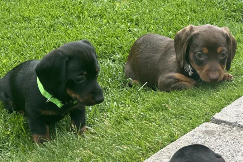 Dachshund (Miniature Smooth Haired)