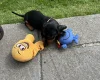 Dachshund (Miniature Smooth Haired)