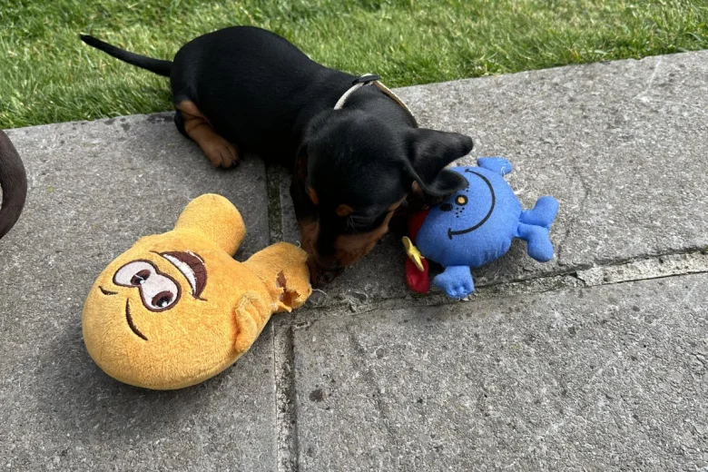 Dachshund (Miniature Smooth Haired)