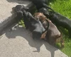 Dachshund (Miniature Smooth Haired)