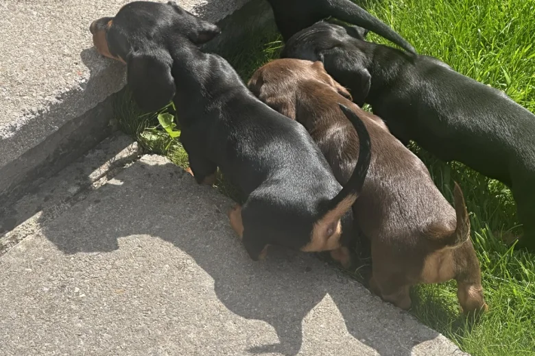 Dachshund (Miniature Smooth Haired)