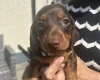 Dachshund (Miniature Smooth Haired)