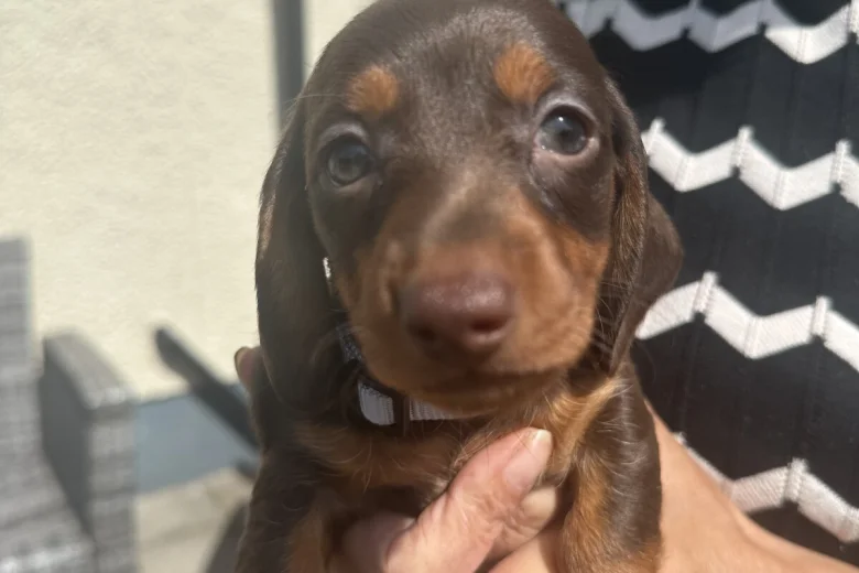 Dachshund (Miniature Smooth Haired)
