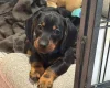 Dachshund (Miniature Smooth Haired)
